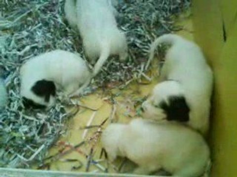 Chiots AZA et BLACK JACK 1 mois