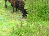 un nouveau petit mouton d'ouessant est né
