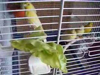 canaris mangeant de la salade