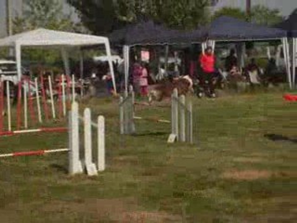 Concours d'agility Belleville-sur-Saône 1 mai 2009