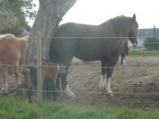 oraure et bique chieuse