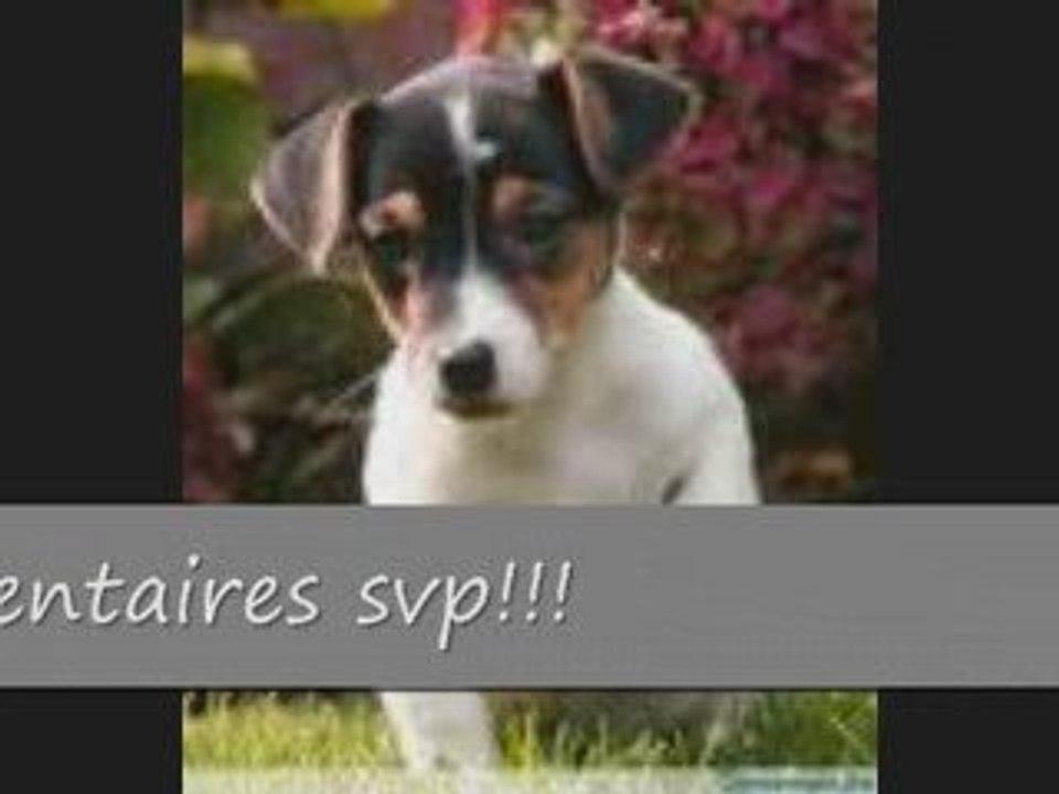 les chiens