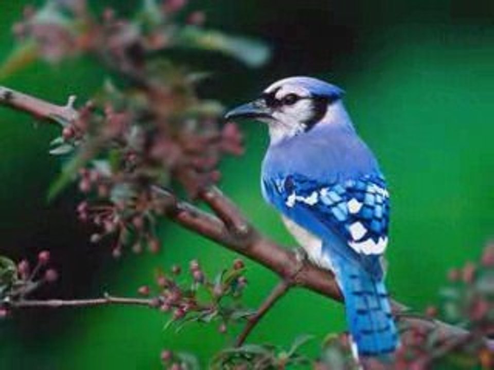 AŞIĞIM BİR KULUNA SELENAY