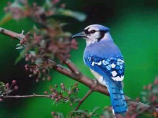 AŞIĞIM BİR KULUNA SELENAY