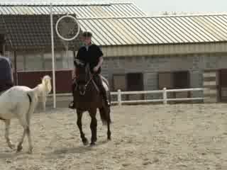 Loyld  Ce n'est pas le même cheval