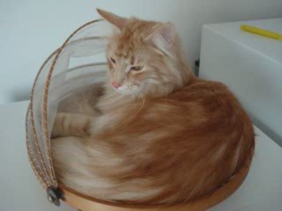 Petite corbeille