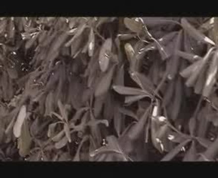 Juba- Google nbsp;Video2