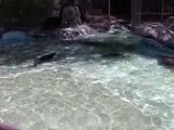 Lions de mer zoo ueno (suite)