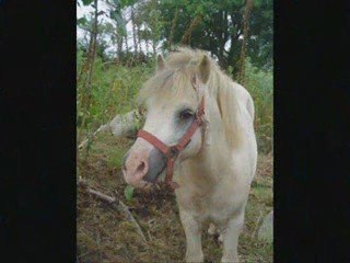 Maelle le poney-ranch