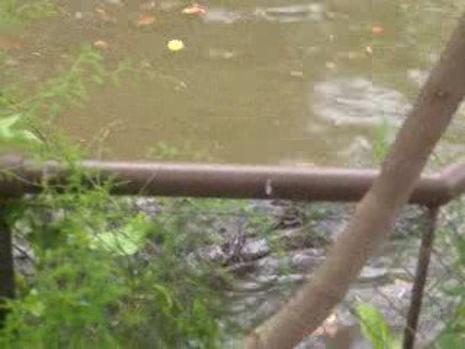Le cri du crocodile le soir au fond des bois