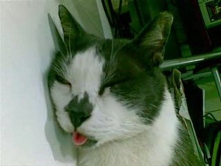 Cat got ur tongue? or not..