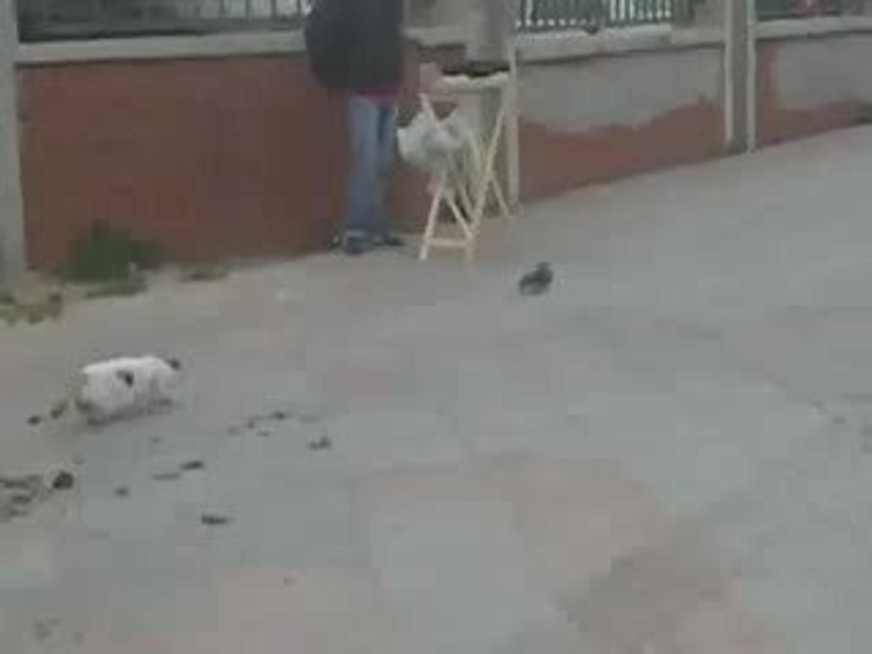 Kedinin yıkıldığı an