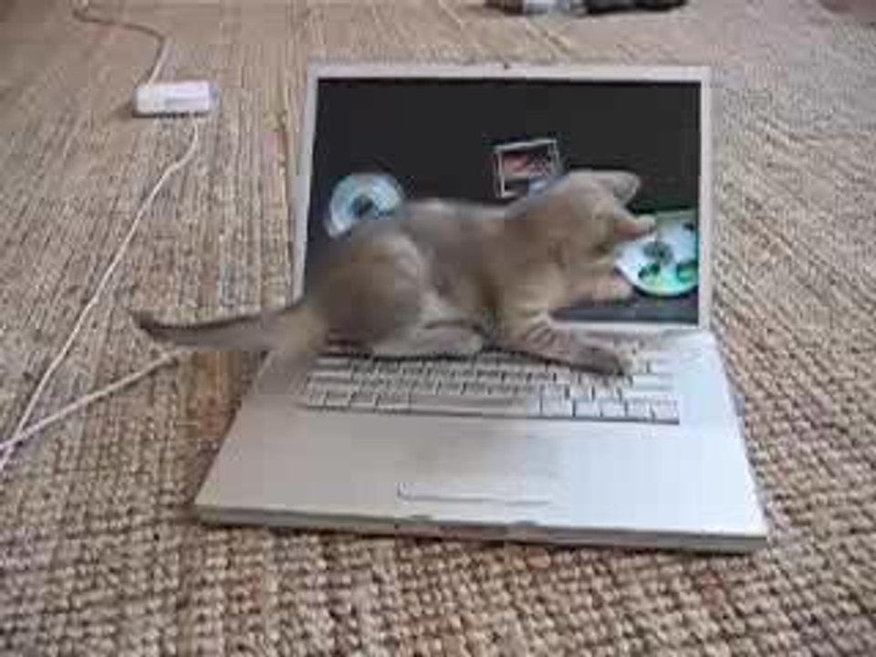 Un chaton sur un macbook pro