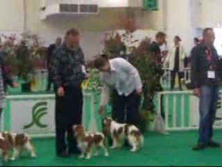 100_4253 cavalier king charles le 3 mai 2009