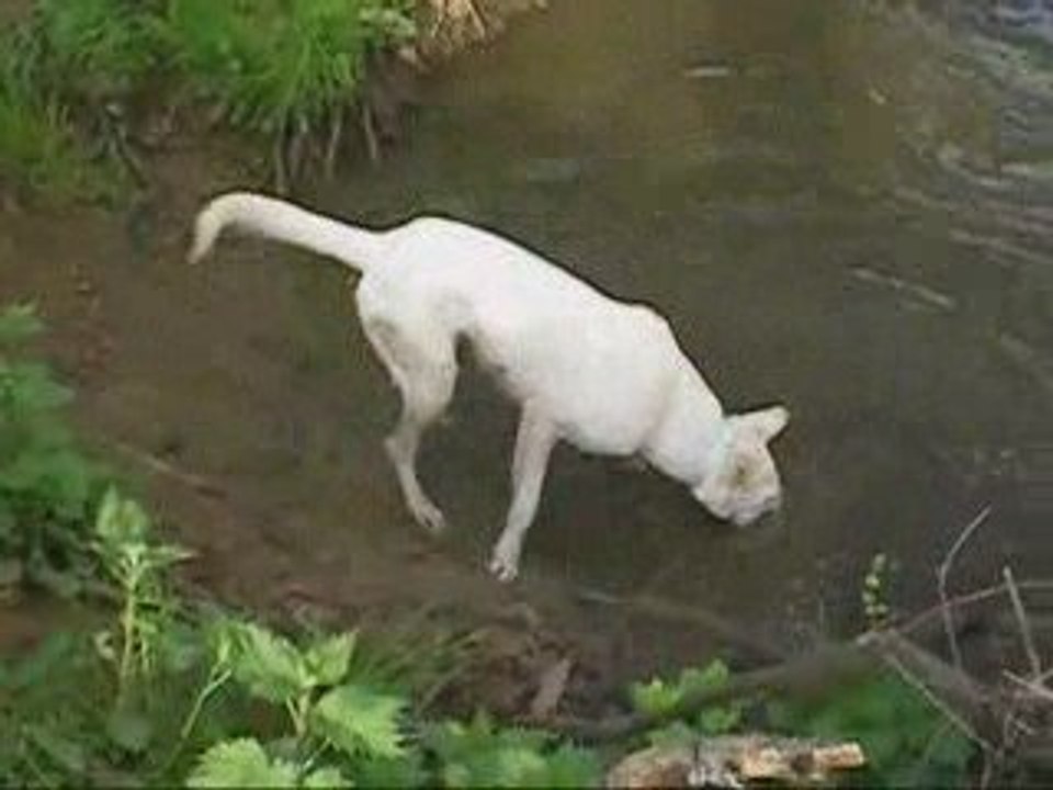 Delilah et l'eau