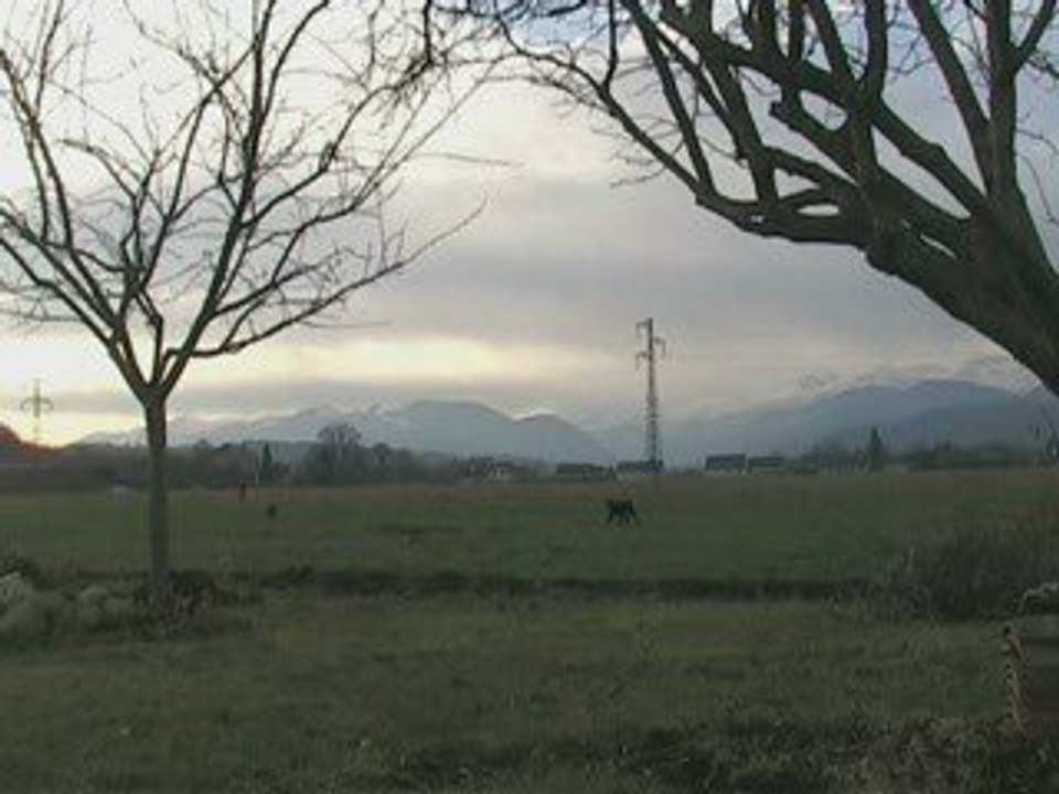 Dressage Field Trial