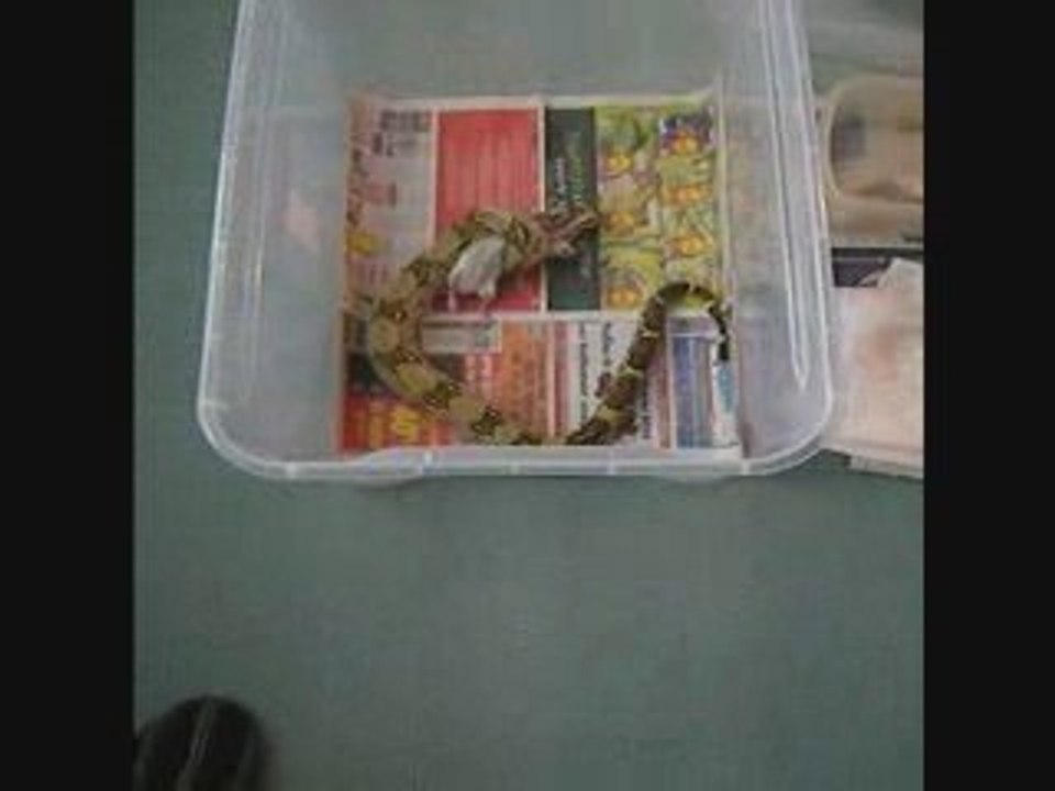 Repas BCI (rat décongelé)