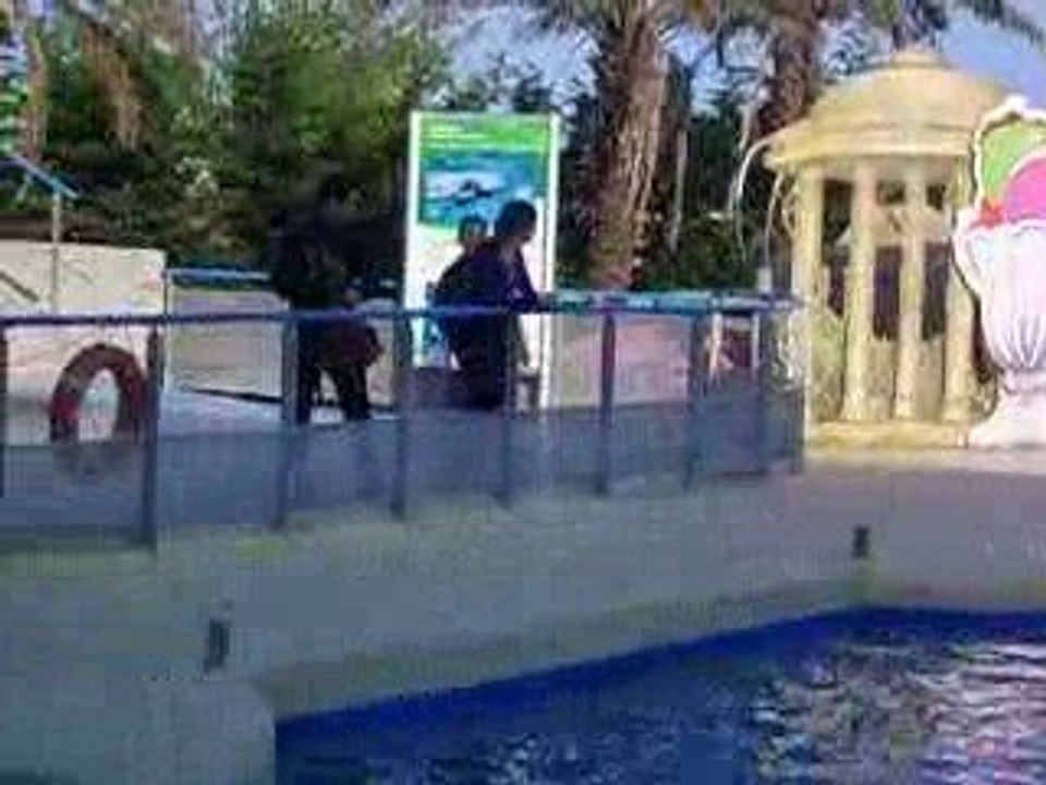 DRESSAGE DAUPHINS REUSSI !!!!!!!!!!