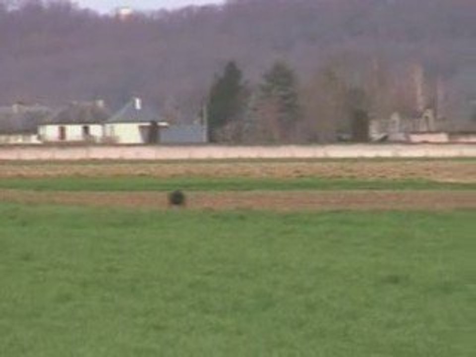 Dressage arrêt Blizz de Bouchiret (8mois)