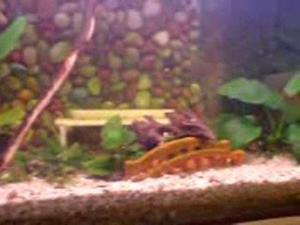 Bitkili akvaryum taşduvarlı