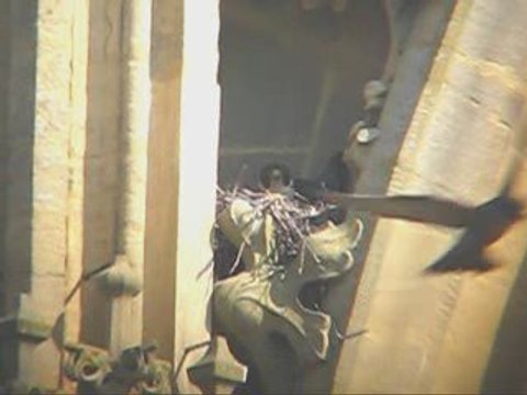 Faucon pèlerin (Falco peregrinus) Metz (57, FR)