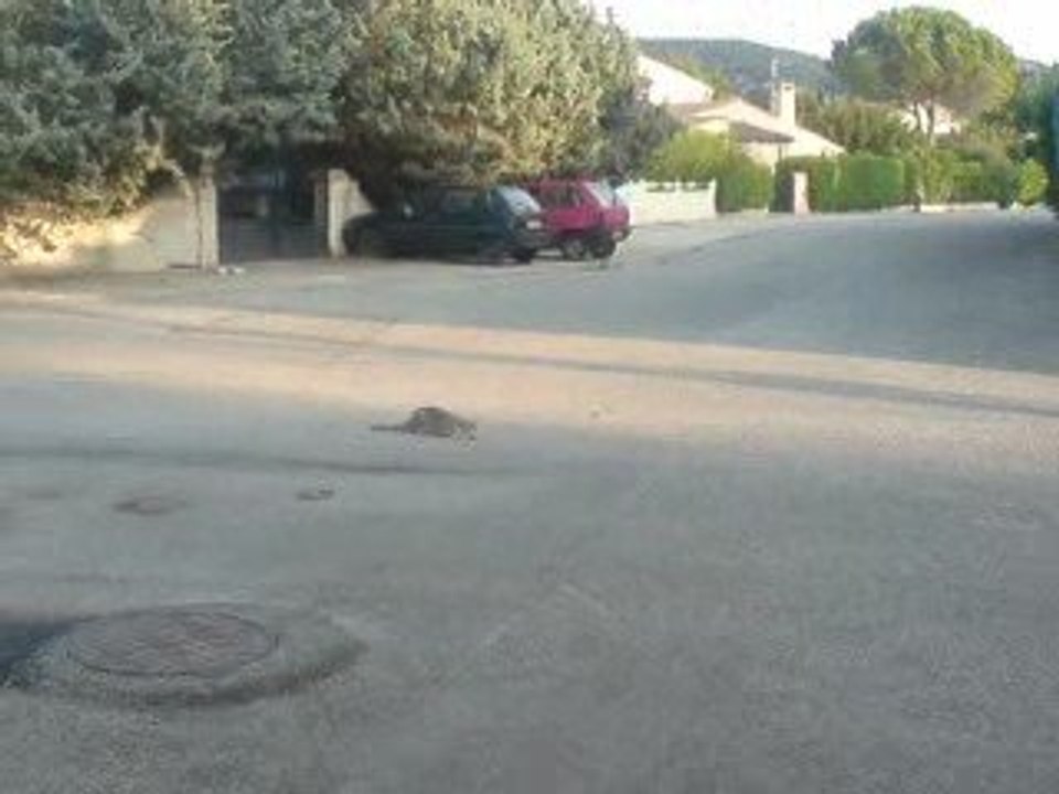 embrouille de chats interompu par une voiture thermique