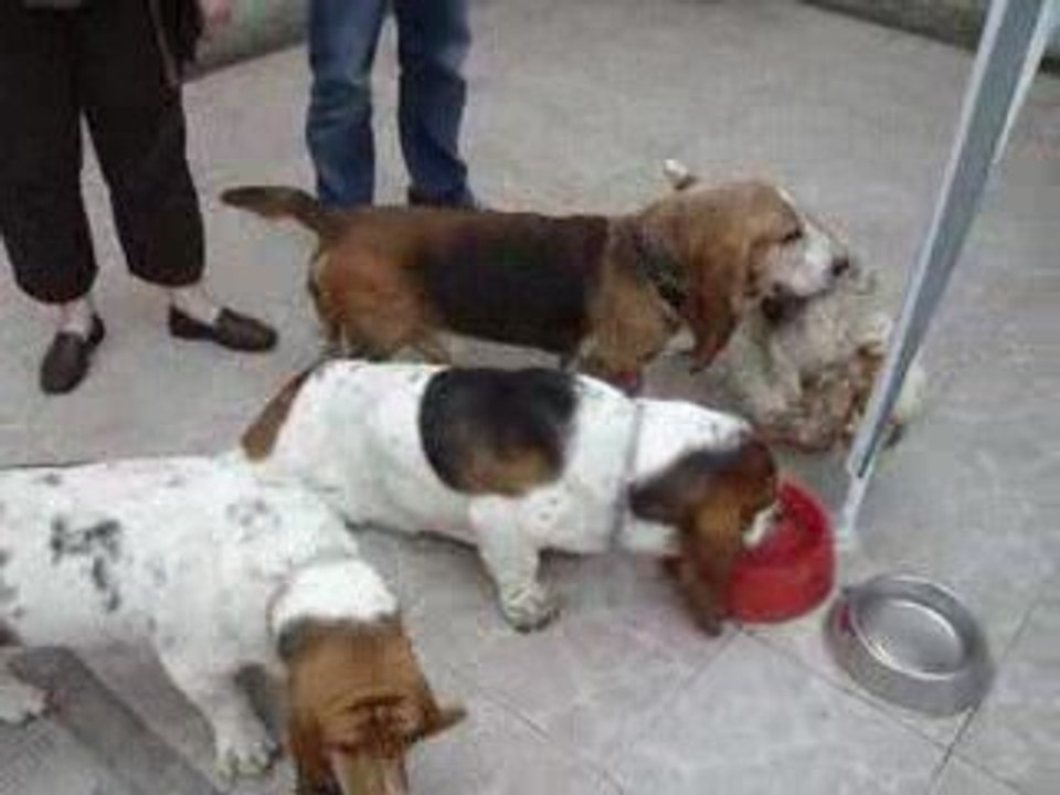 Babarencontre 2009