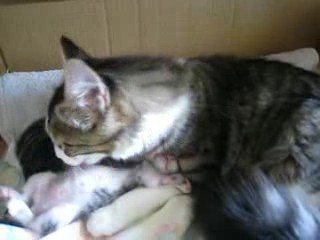 Mia et ses chatons chez Tham (2)