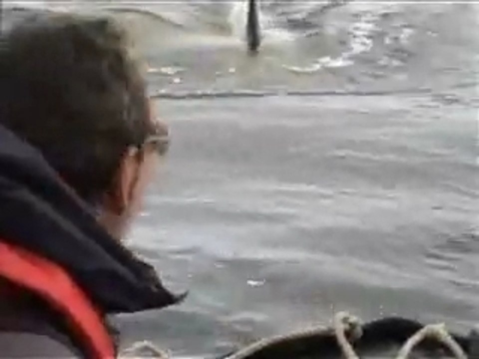 ŞANSLI VE UYANIK PENGUEN