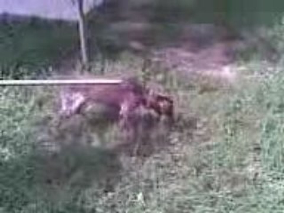 AV KÖPEĞİ BABİ