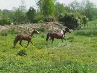 Avril29 2009 idniana et mustang galop