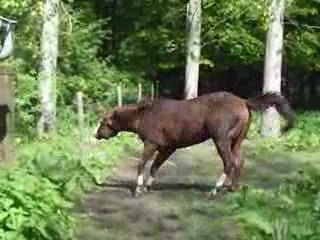 mon cheval Kleo des st jean qui se roule