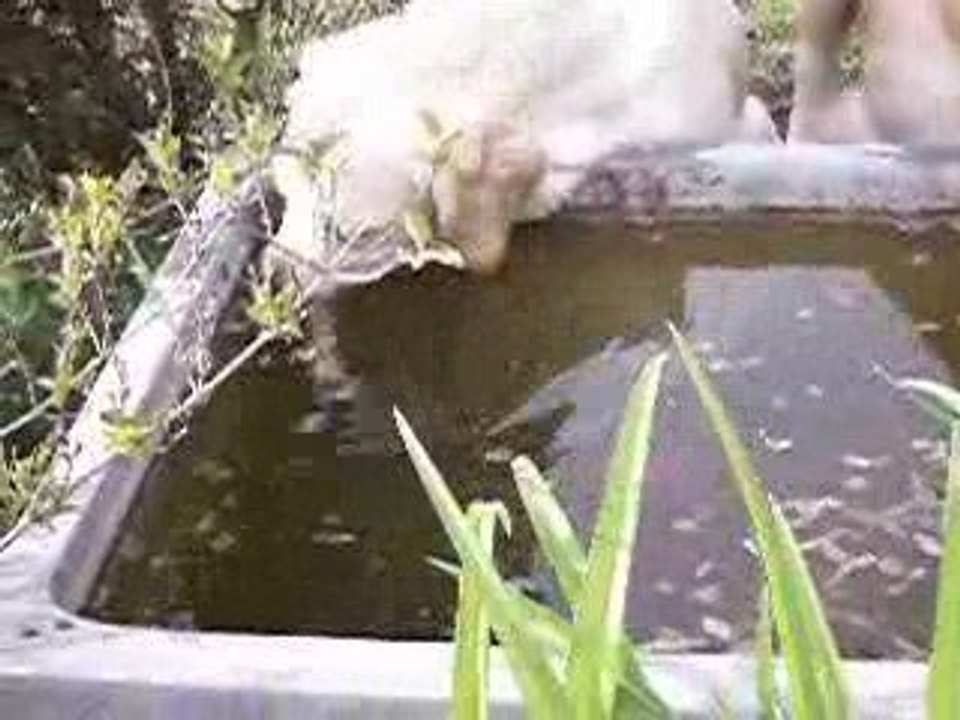 Daytona et les bulles