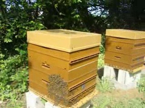 CC butineuses 0205 2009 018