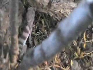 Western Banded Gecko: Rescue and Release