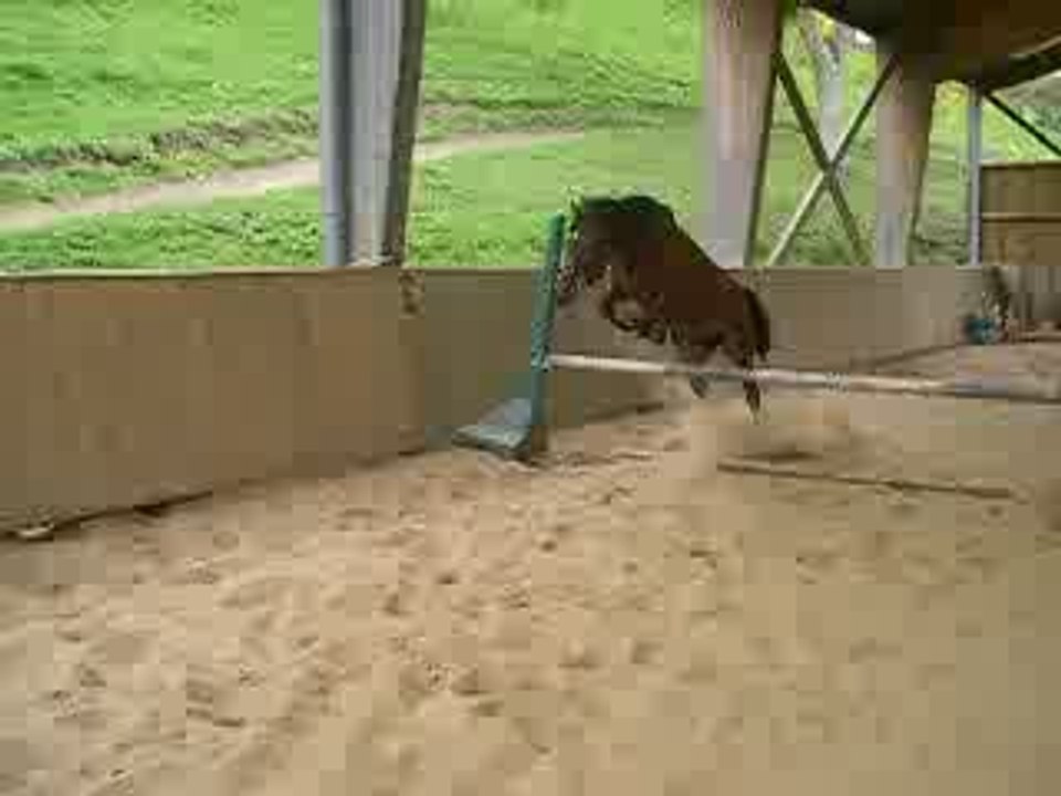 saut Paita