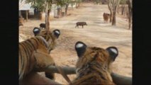 Tiger temple (temple des tigres) Kanchanaburi thaïlande