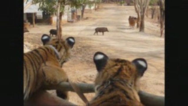 Tiger temple (temple des tigres) Kanchanaburi thaïlande