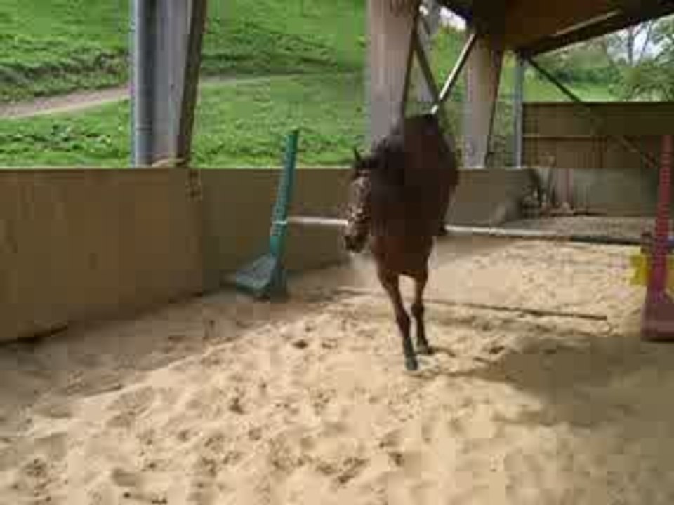 Saut paita