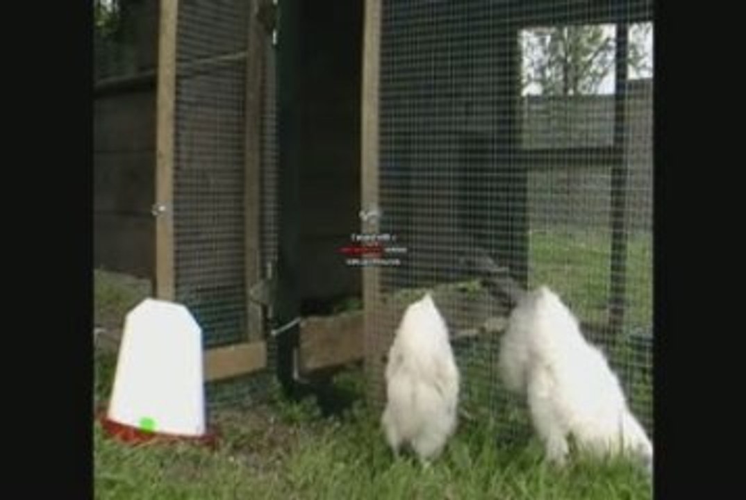 Sortie des nègres soie dans le terrain.