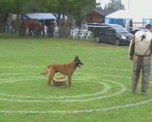 malinois-passion.site