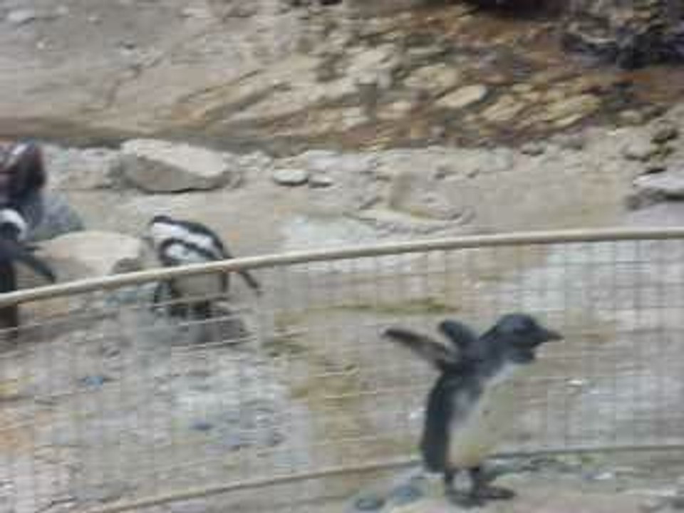 les manchots