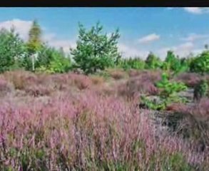 Ni mom żałości - Kapela Górole