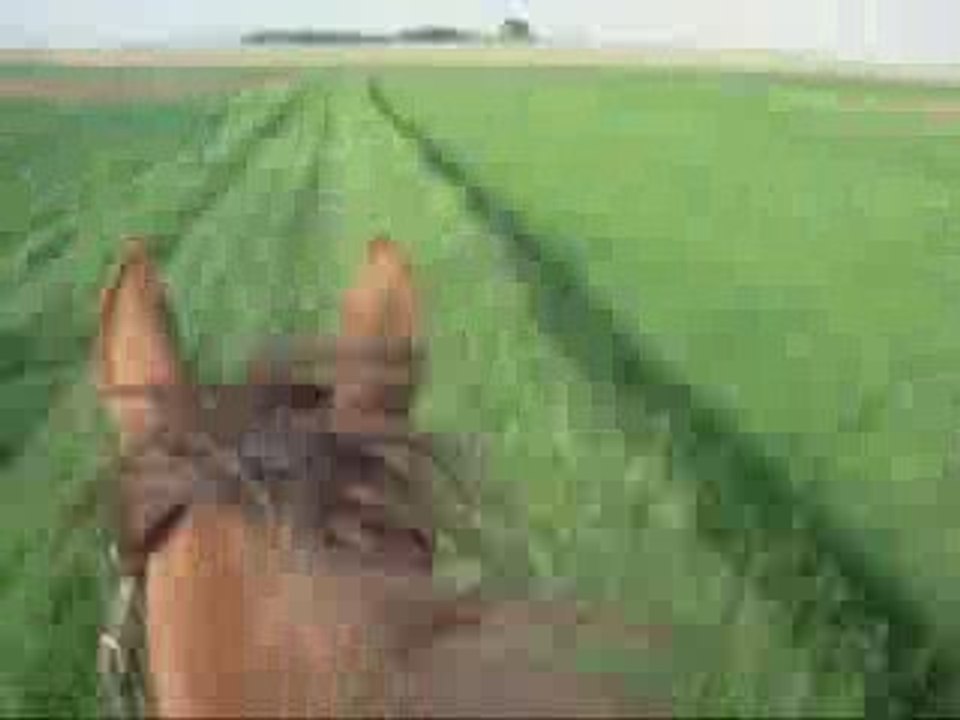 Caméra embarquée au galop en balade