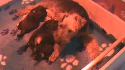 welsh terrier de 3 semaines.pas belle la vie