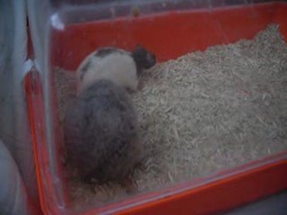 Pokies en sallie 04/05/2009