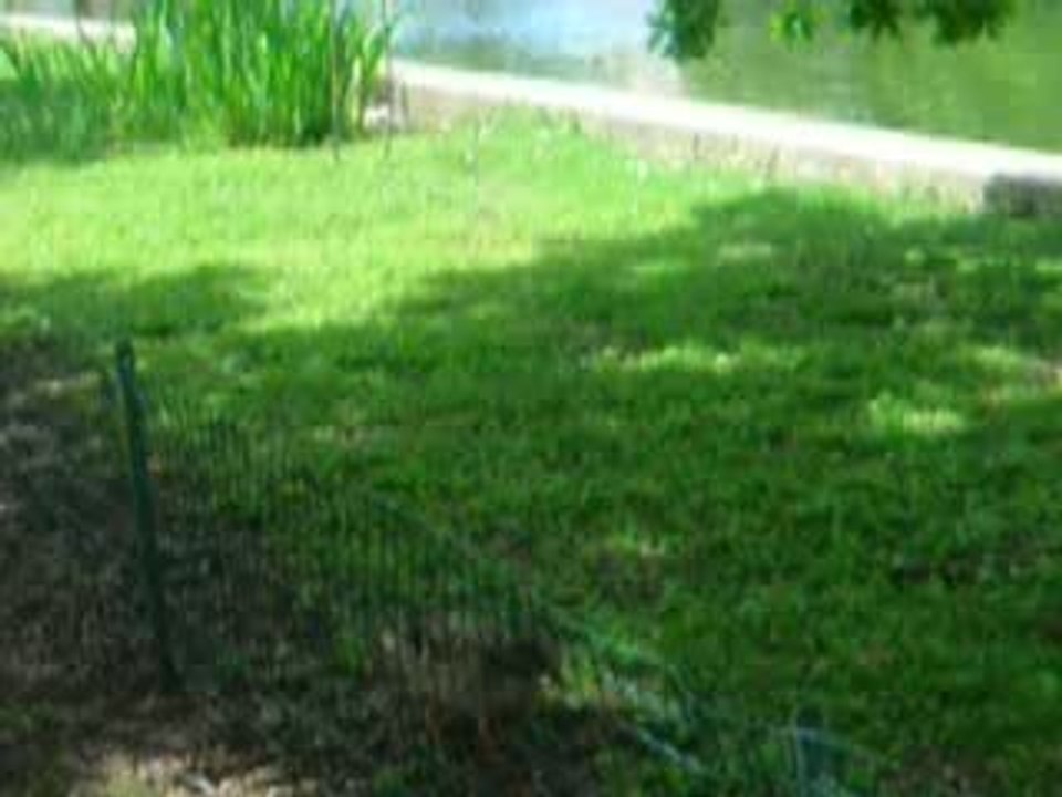 Couple de Canards