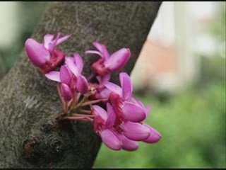 Hasan dursun Muhammede gidemedim