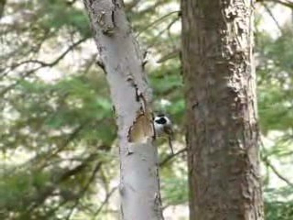 Les petits oiseaux aussi???