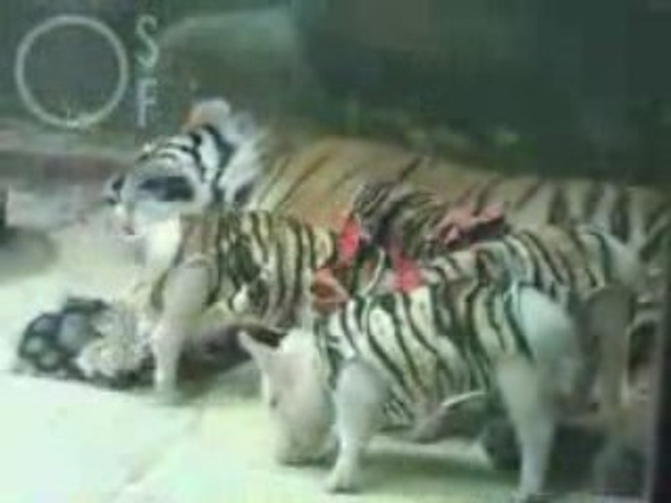 A tiger getting swine flu